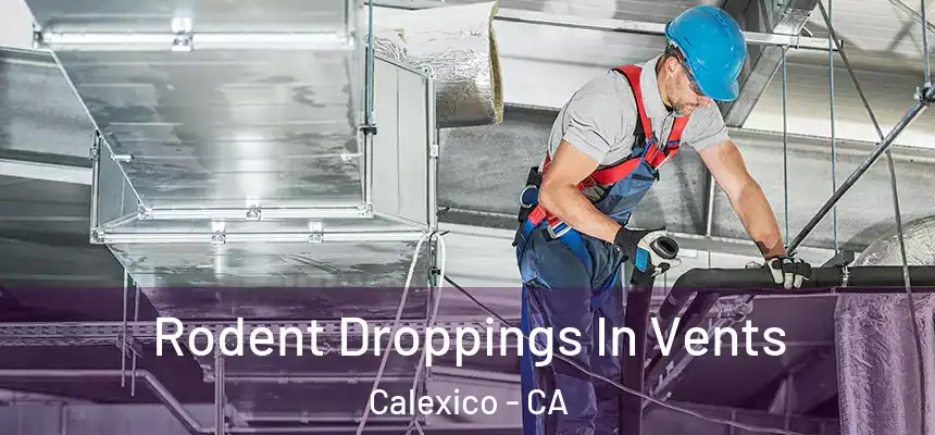  Rodent Droppings In Vents Calexico - CA